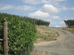 Road into the grapes