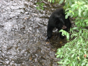 Young bear looks for lunch