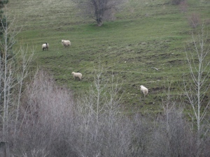 sheep in the blue mtns.